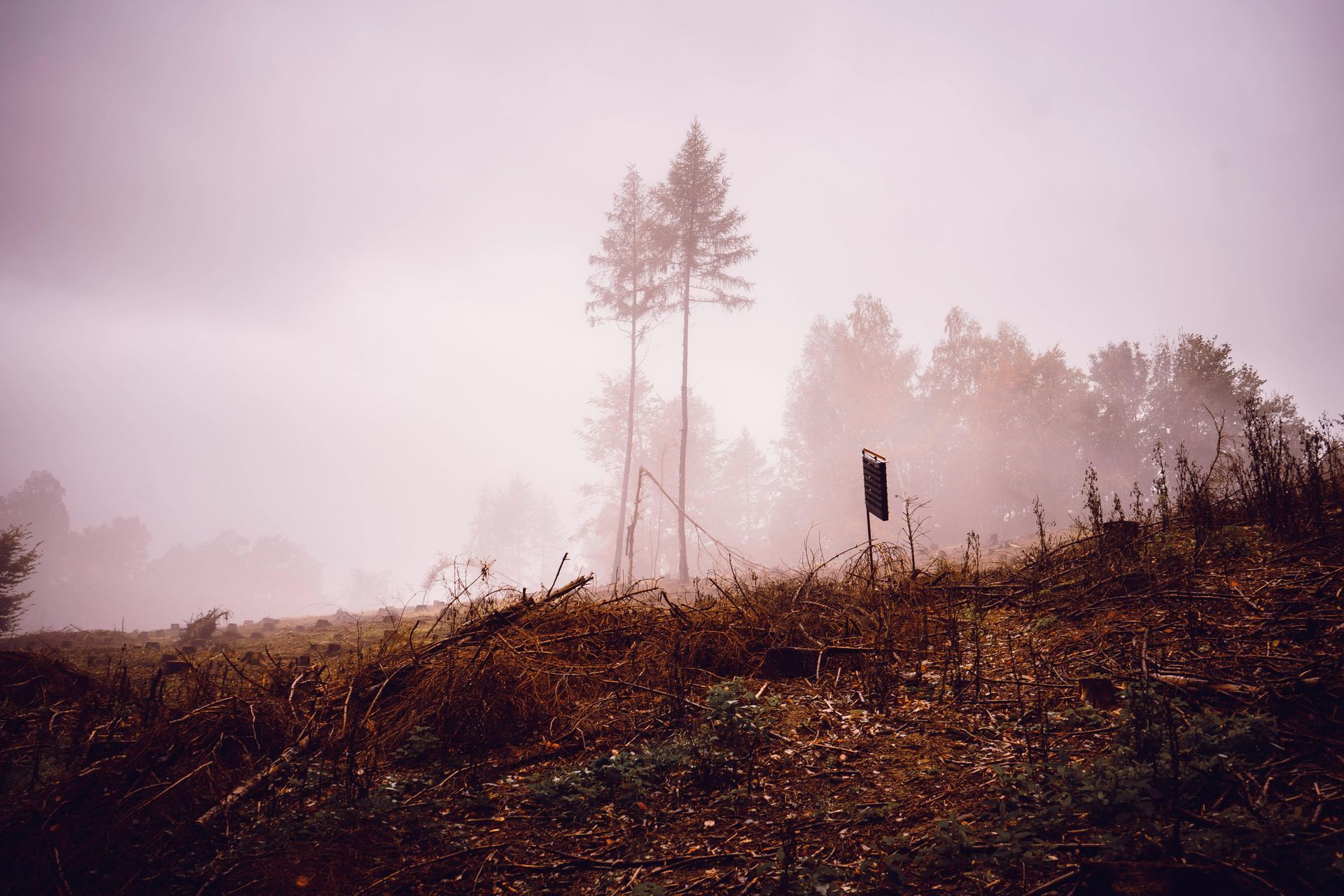 A foggy forest with trees and a sign in the foreground.
