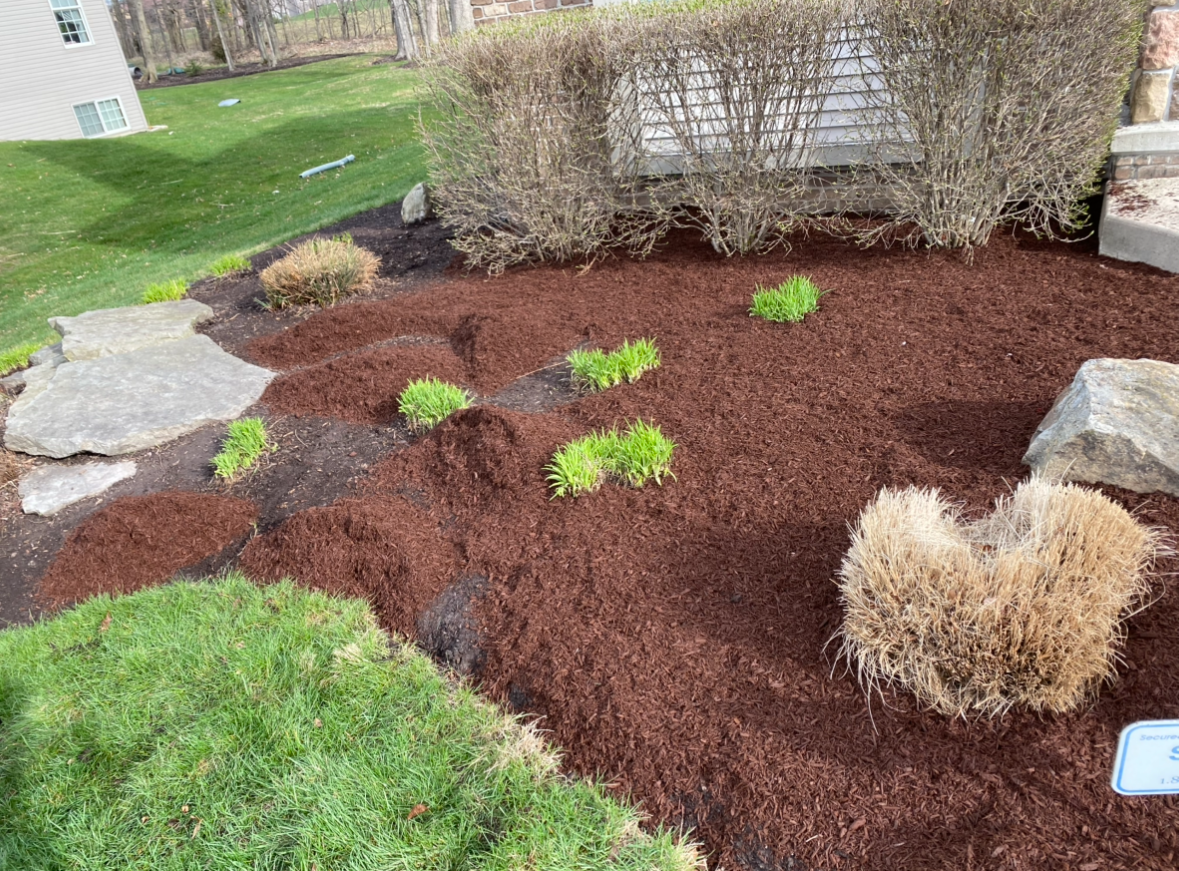 Mulched garden bed with small green shrubs, stones, and a dried ornamental grass clump beside a lawn