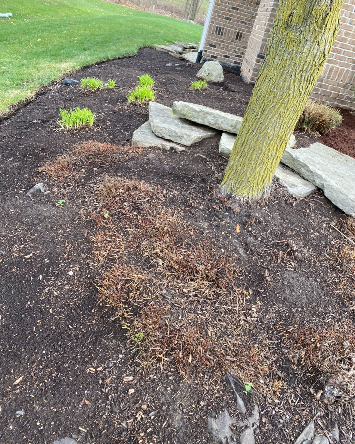 Mulch bed with small shrubs, stones, and a tree beside a brick house and lawn