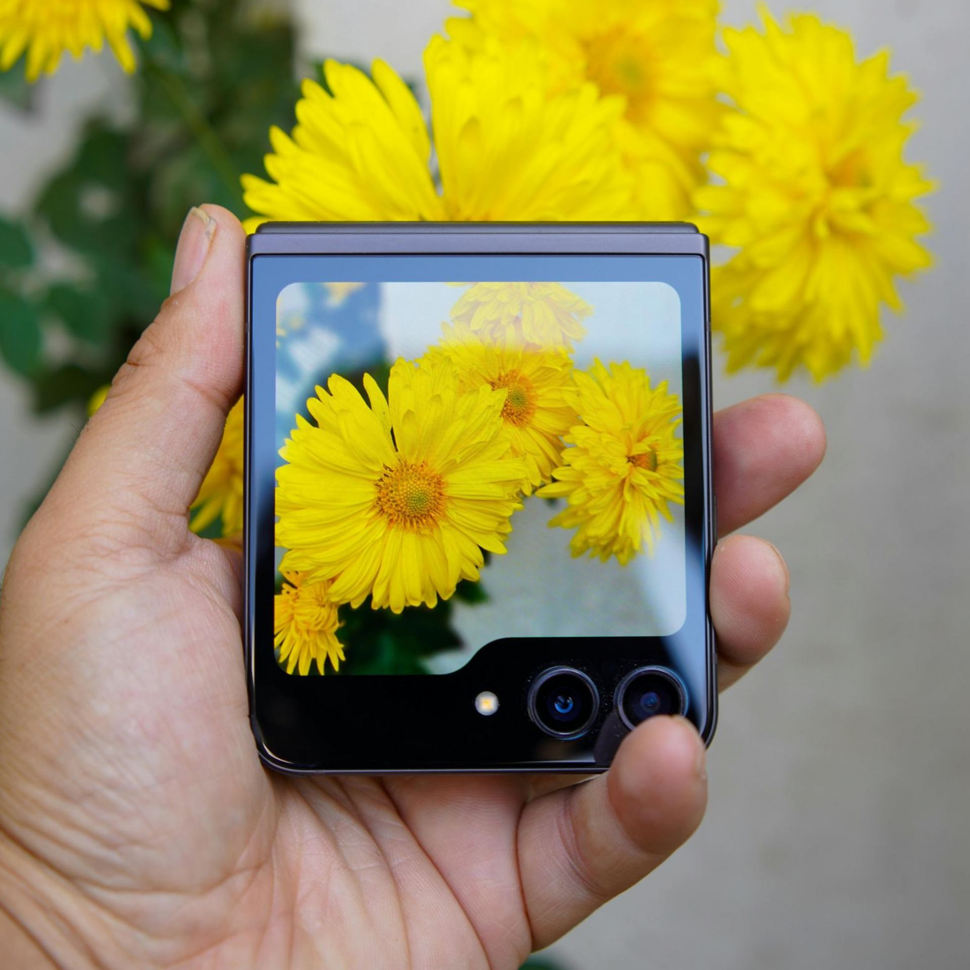 Hand holding a foldable phone showing yellow flowers with the larger flowers blurred in the background