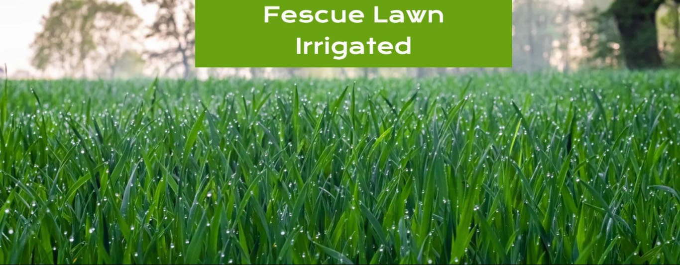 How Often to Water Grass Seeds? Green Garden Landscaping