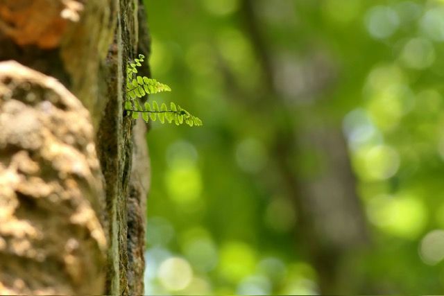 A close up of a tree trunk with a fern growing out of it.