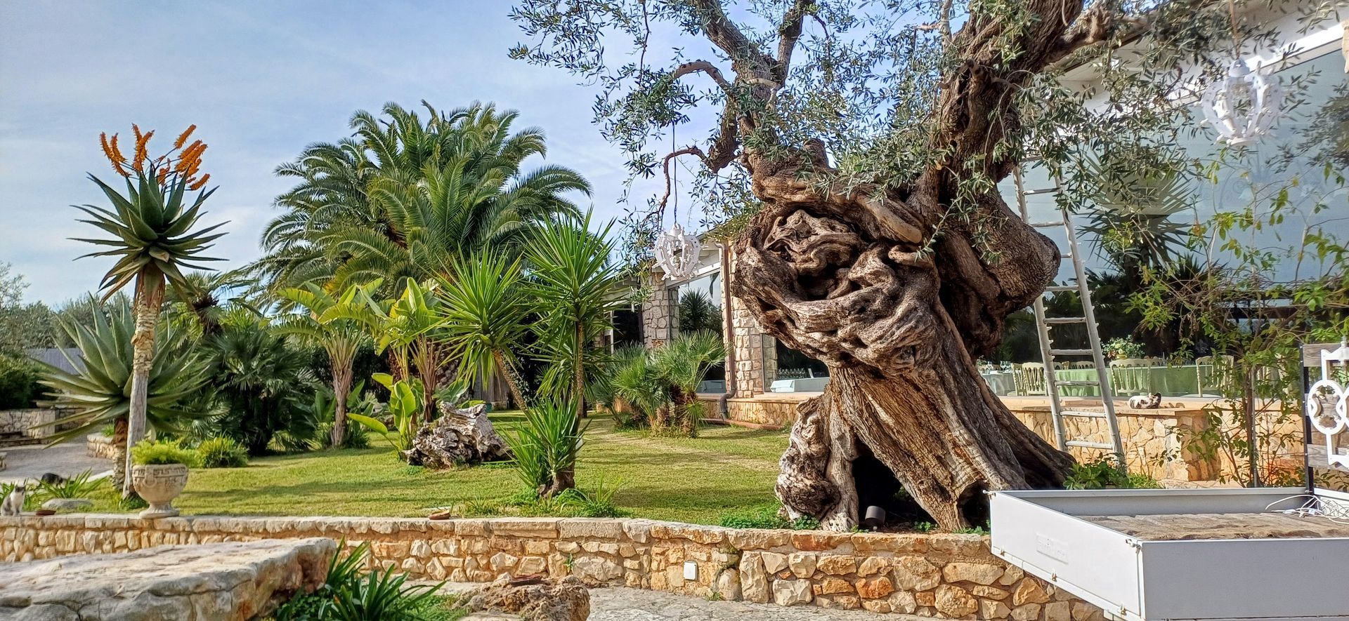 Un giardino con un vecchio ulivo nodoso e una vegetazione lussureggiante sotto un cielo parzialmente nuvoloso.