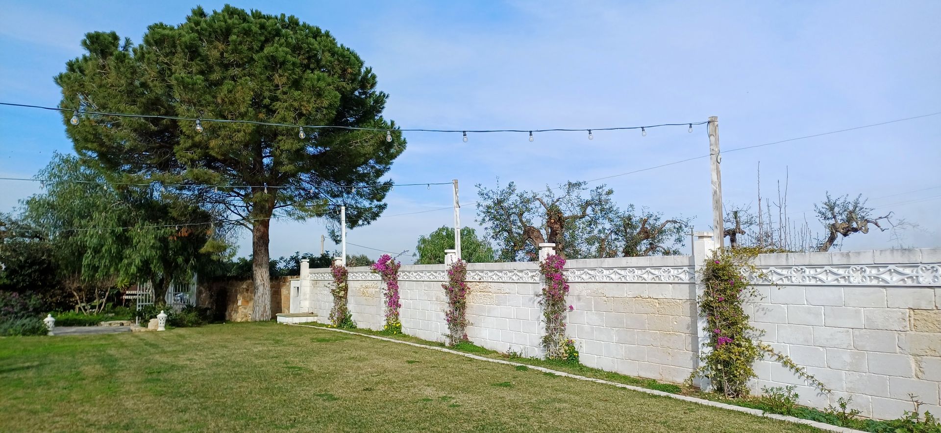 Un cortile erboso con un grande albero e un muro di pietra bianca con viti, sotto un cielo azzurro.