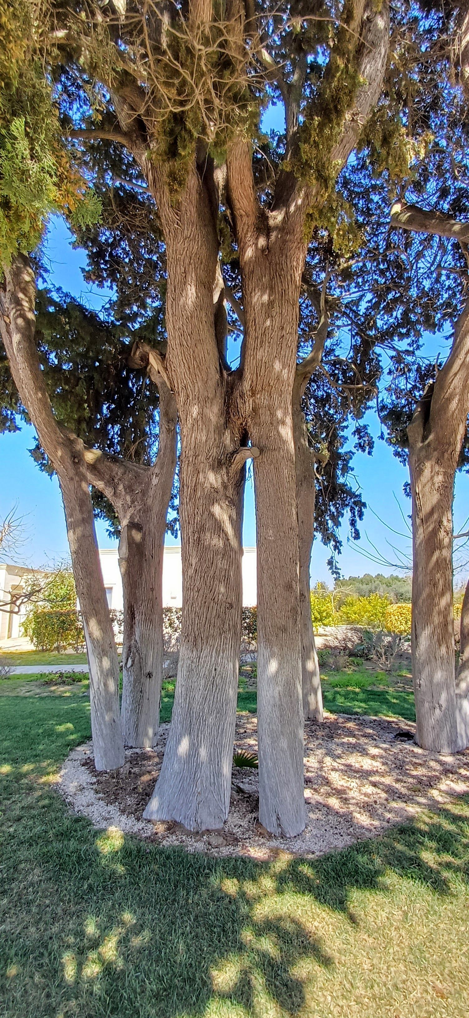 Gruppo di alberi con tronchi chiari e ruvidi. Erba verde e cielo azzurro sullo sfondo.