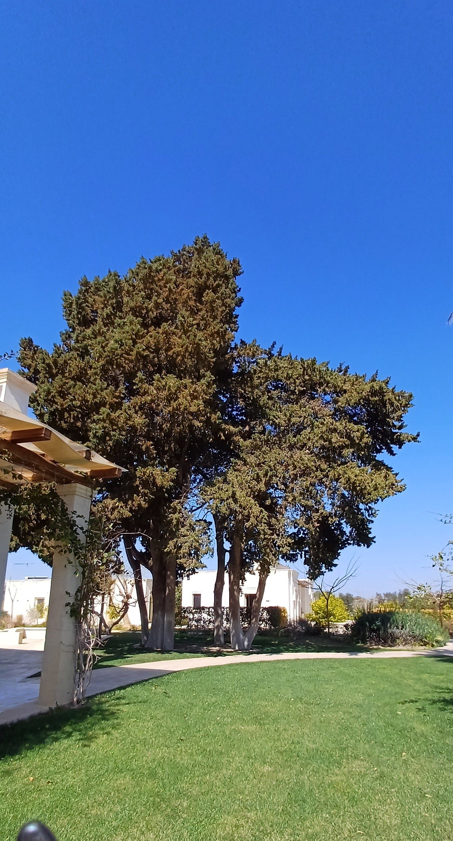 Un grande albero frondoso in un cortile erboso, con un cielo azzurro brillante sopra la testa e parte di un edificio bianco.