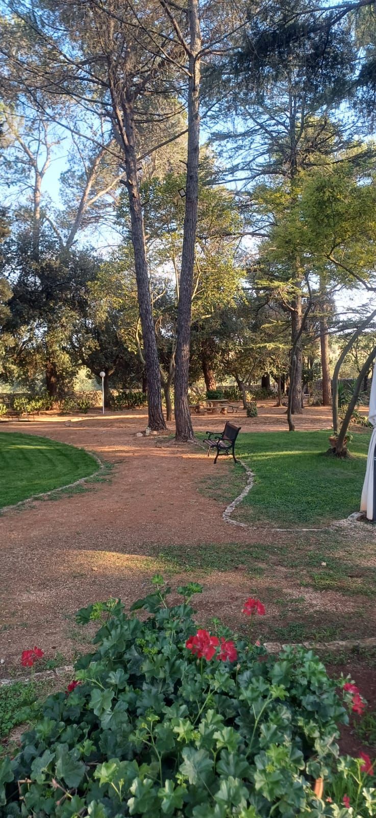Scena di parco con alberi, una panchina, un sentiero e fiori rossi in primo piano.