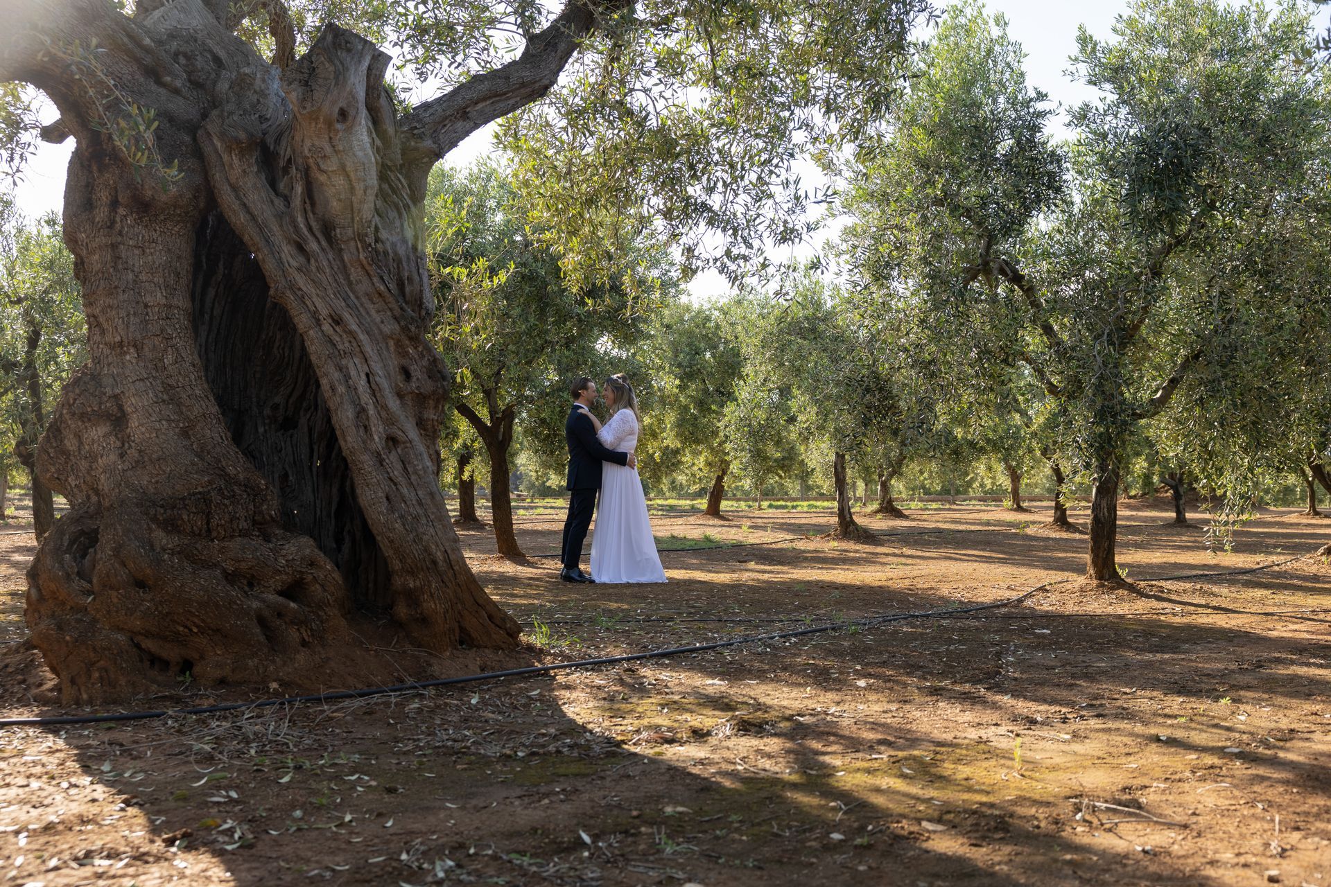 Una coppia in abito da sposa si abbraccia sotto gli ulivi.