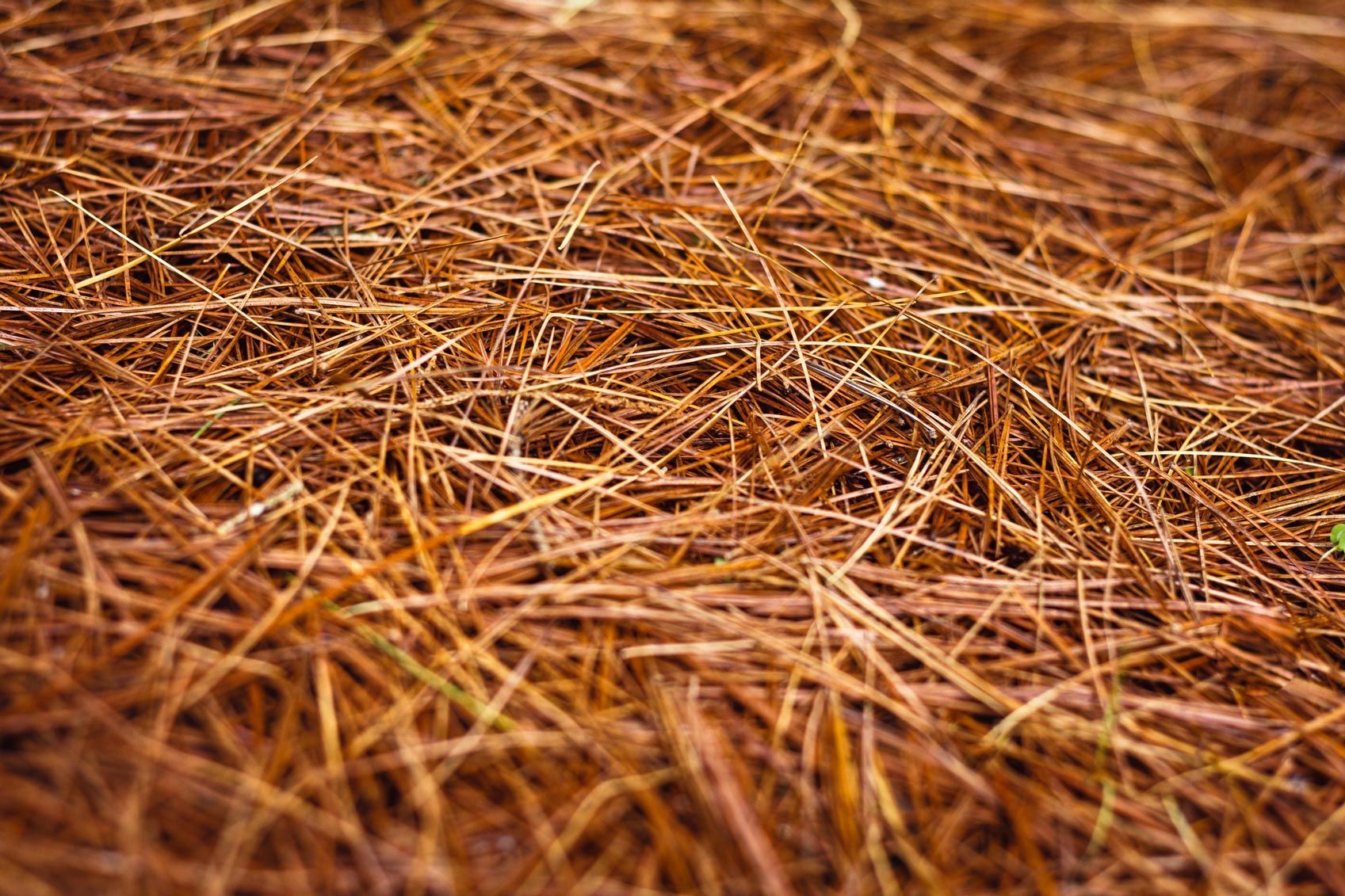Pine Straw in Mountain Brook, AL. Pine Straw in Mountain Brook, AL.