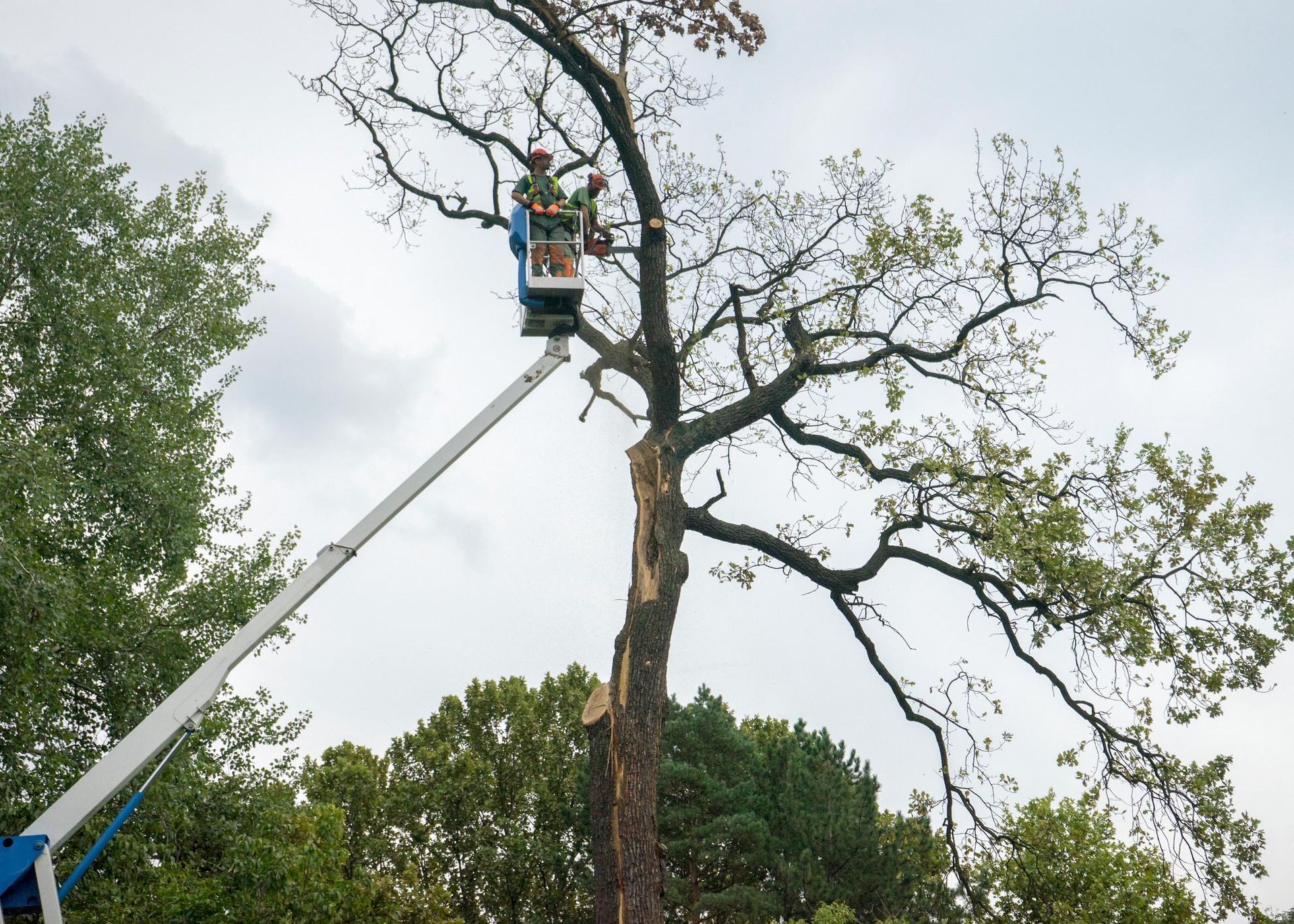 A tree trimmer in a lift truck prunes a damaged tree on a cloudy day.