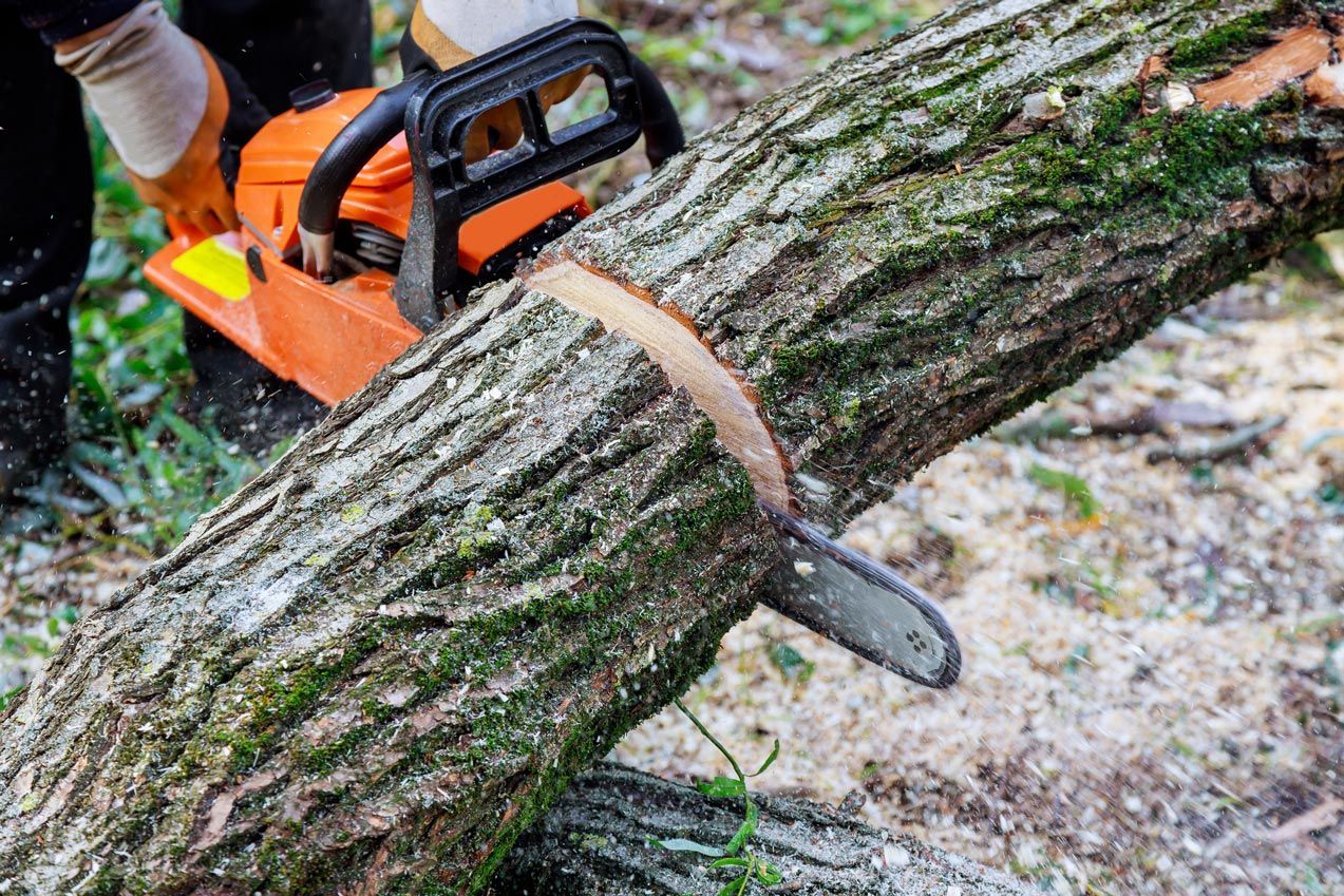 Chainsaw cutting through a tree trunk, held by a person wearing gloves, outdoors.