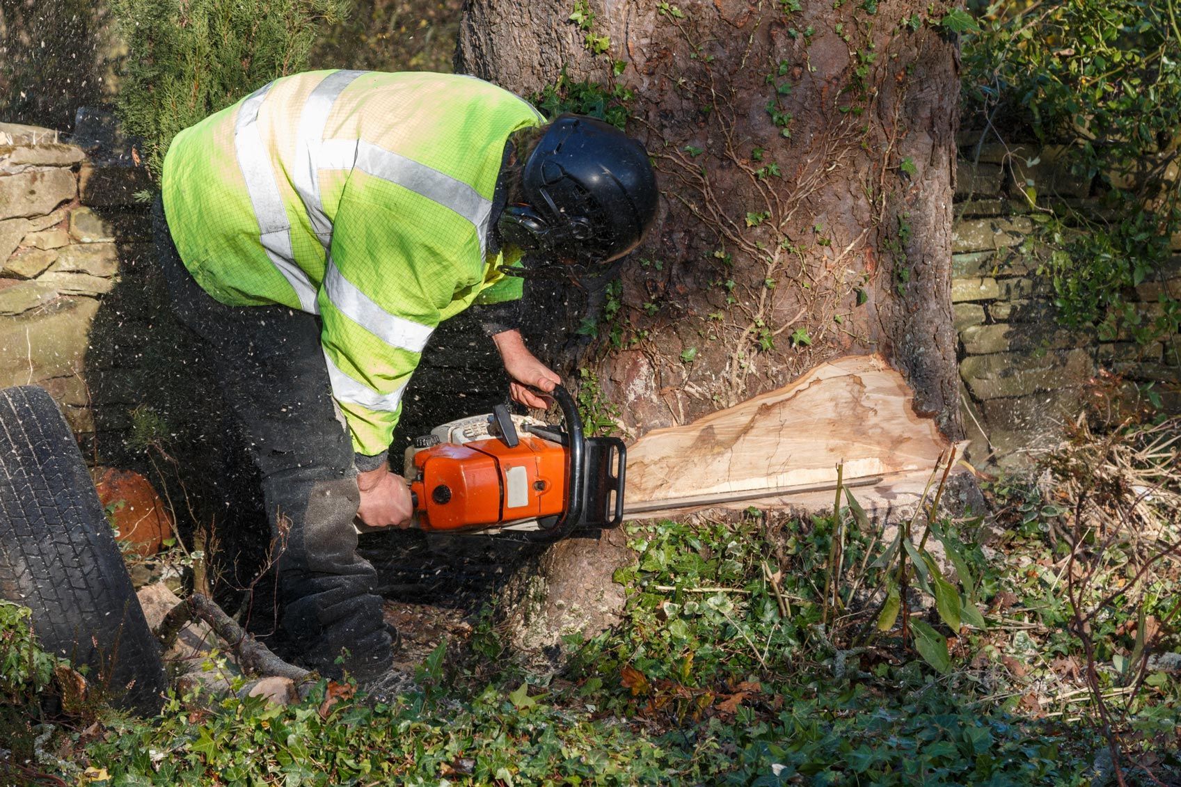 Man in safety gear using a chainsaw to cut down a tree trunk.