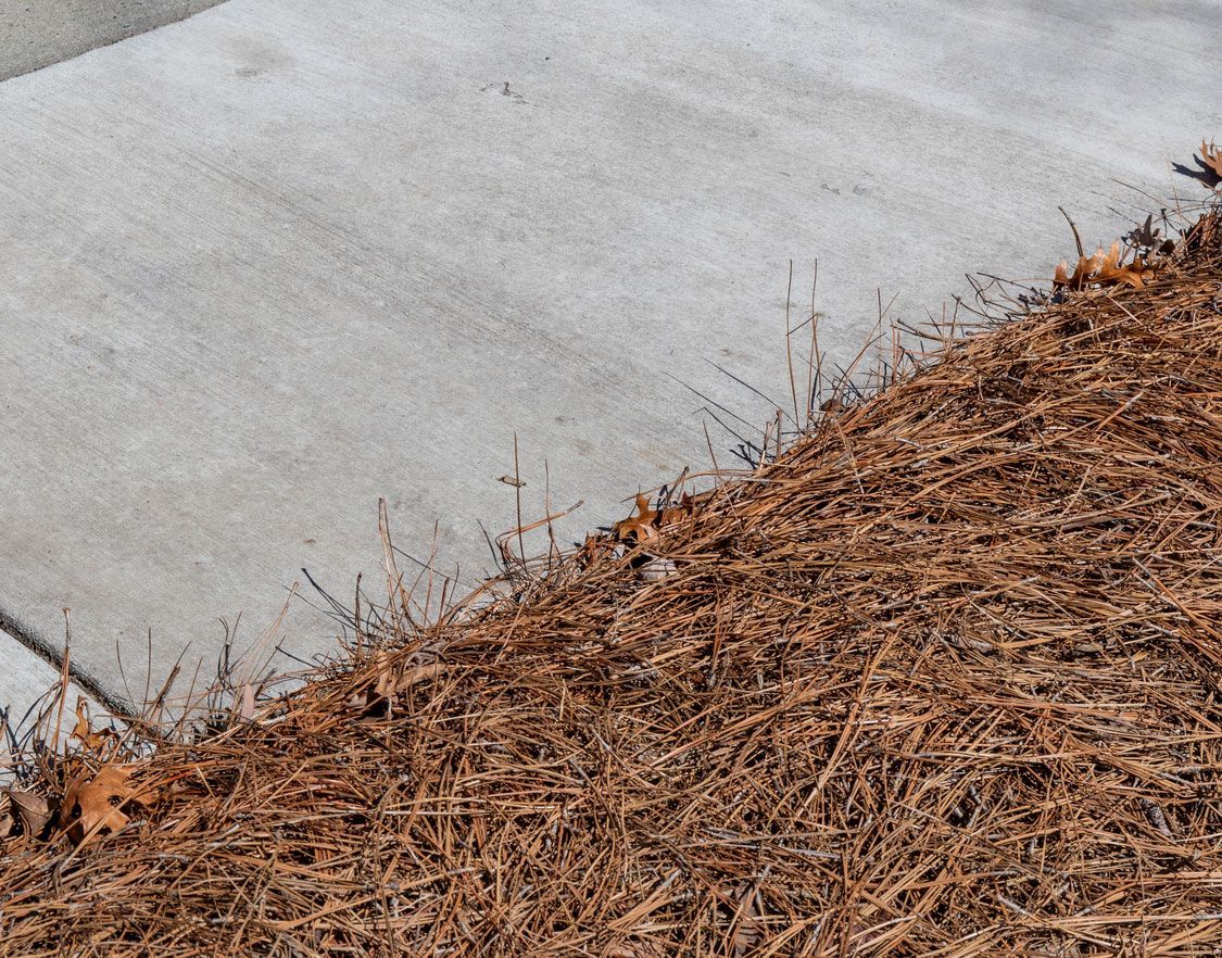 Concrete sidewalk next to a bed of brown pine needles and fallen leaves.