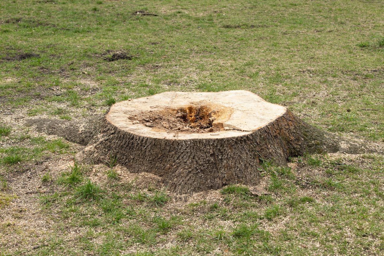 Tree stump in a grassy field; the top is light brown and has a dark, hollow center.