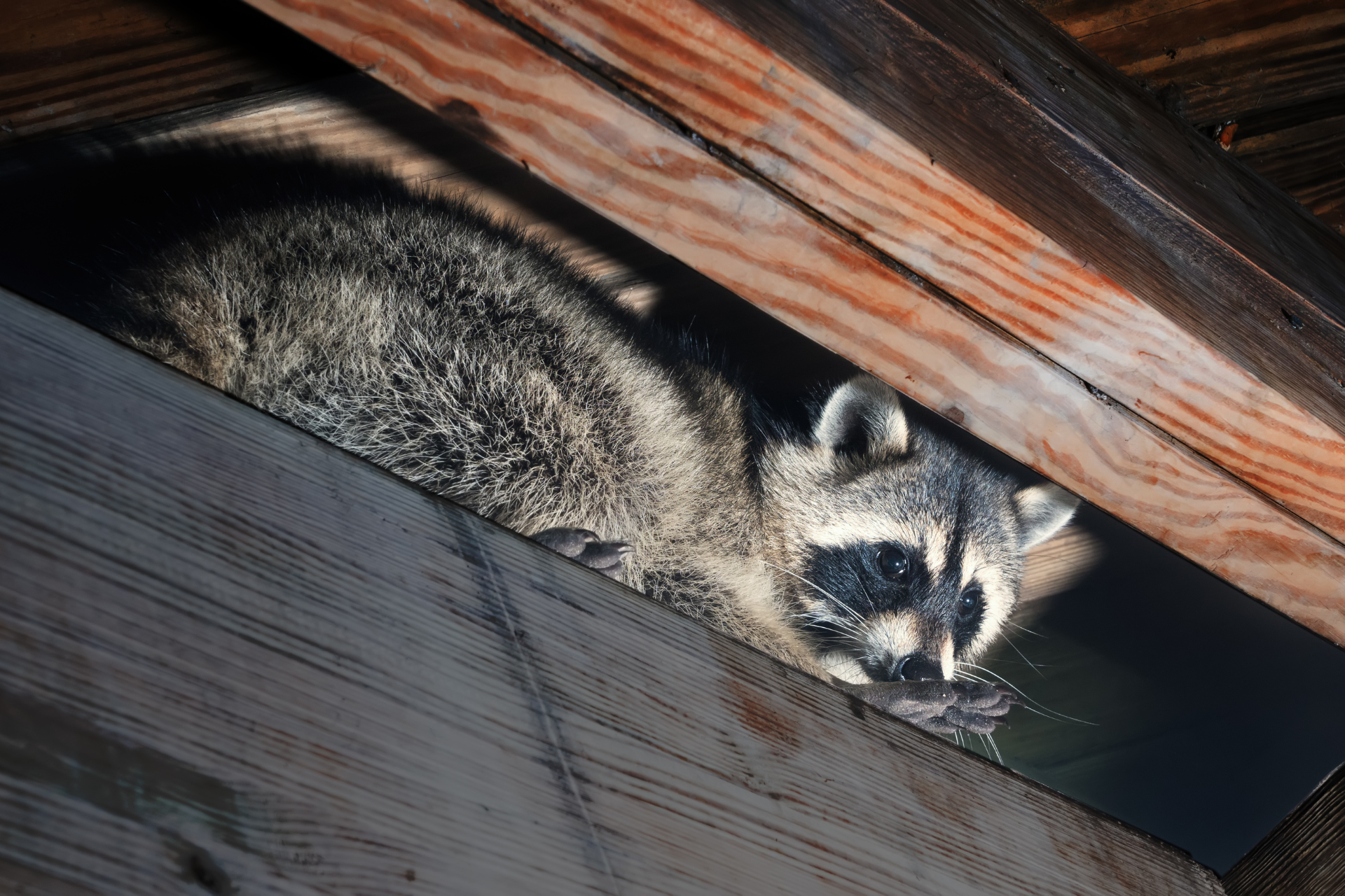 A raccoon is peeking out from under a wooden beam.