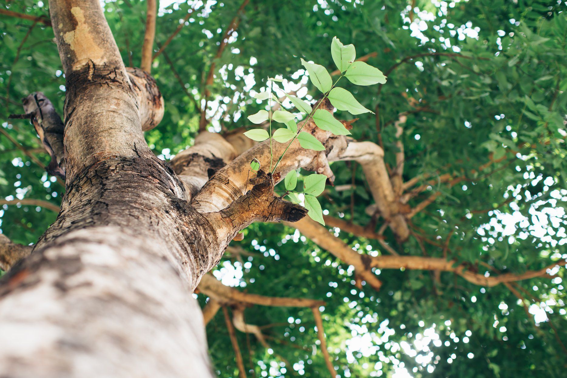 Looking up at a tree trunk and branches with green leaves, sunny day.