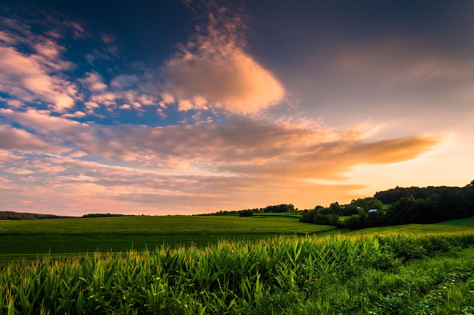 a field of grass with a sunset in the background .