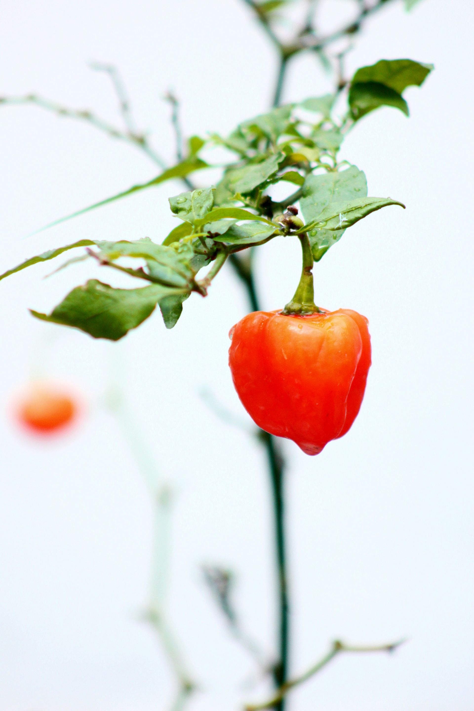 Habanero peppers