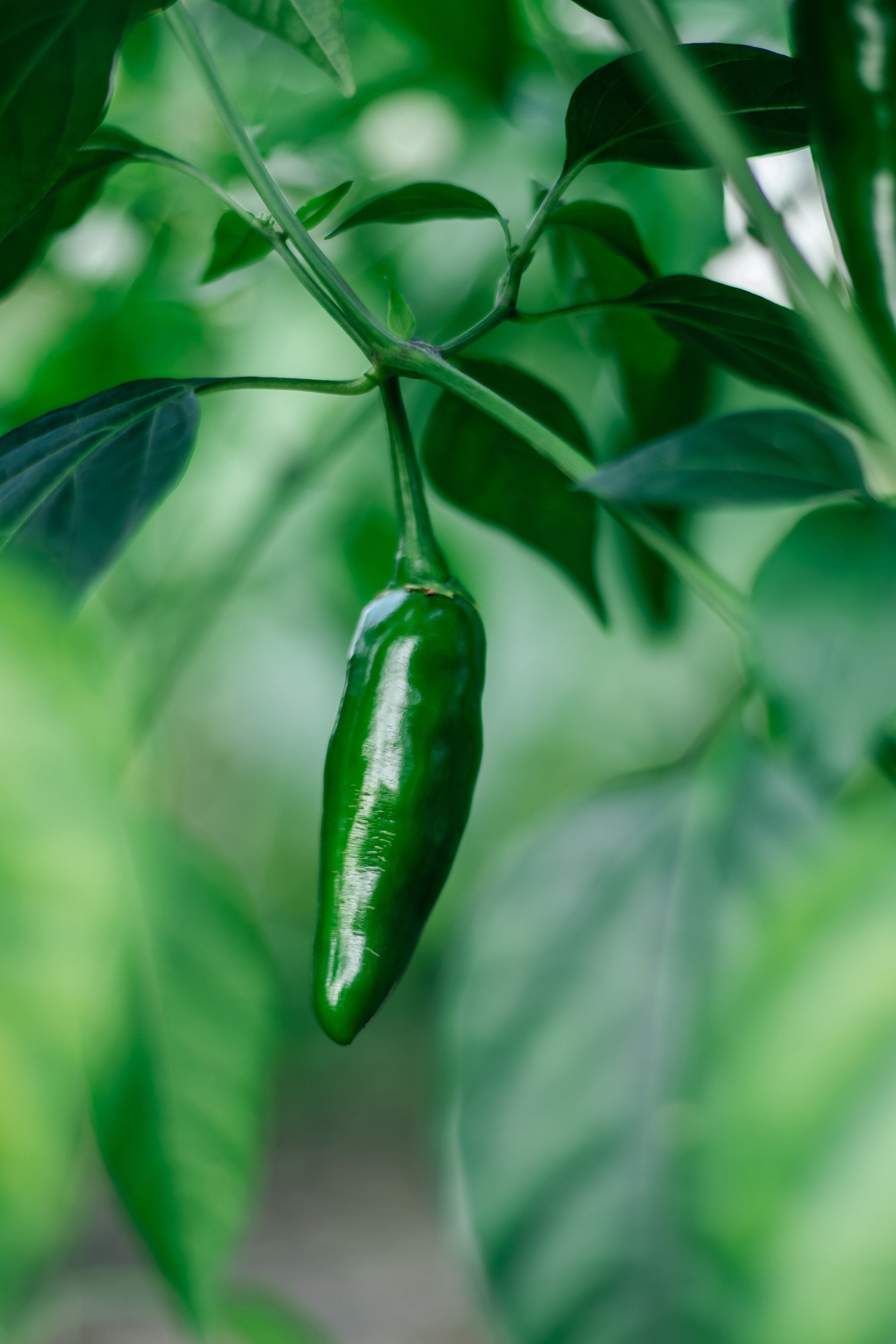 Jalapeño peppers