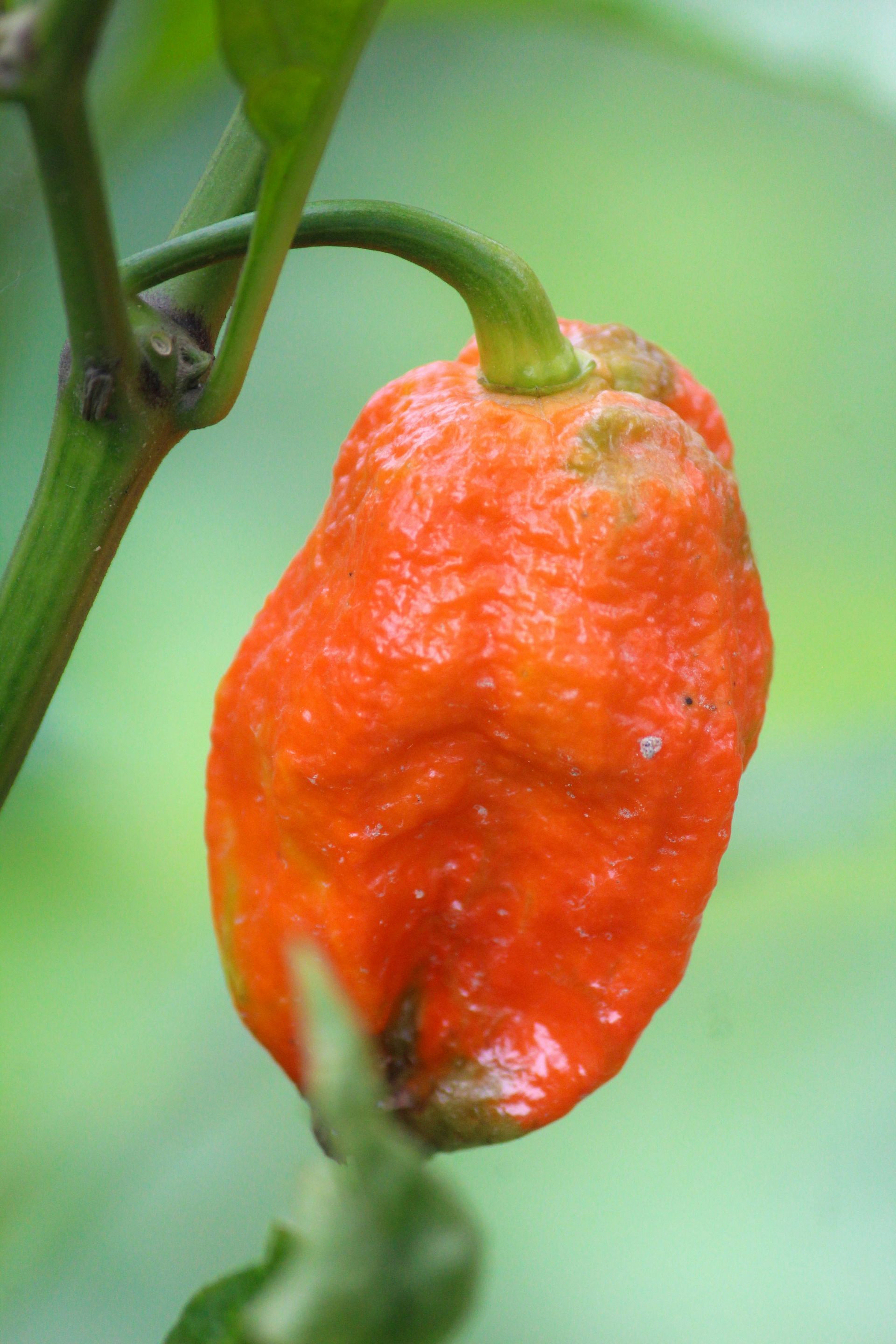 Ghost peppers