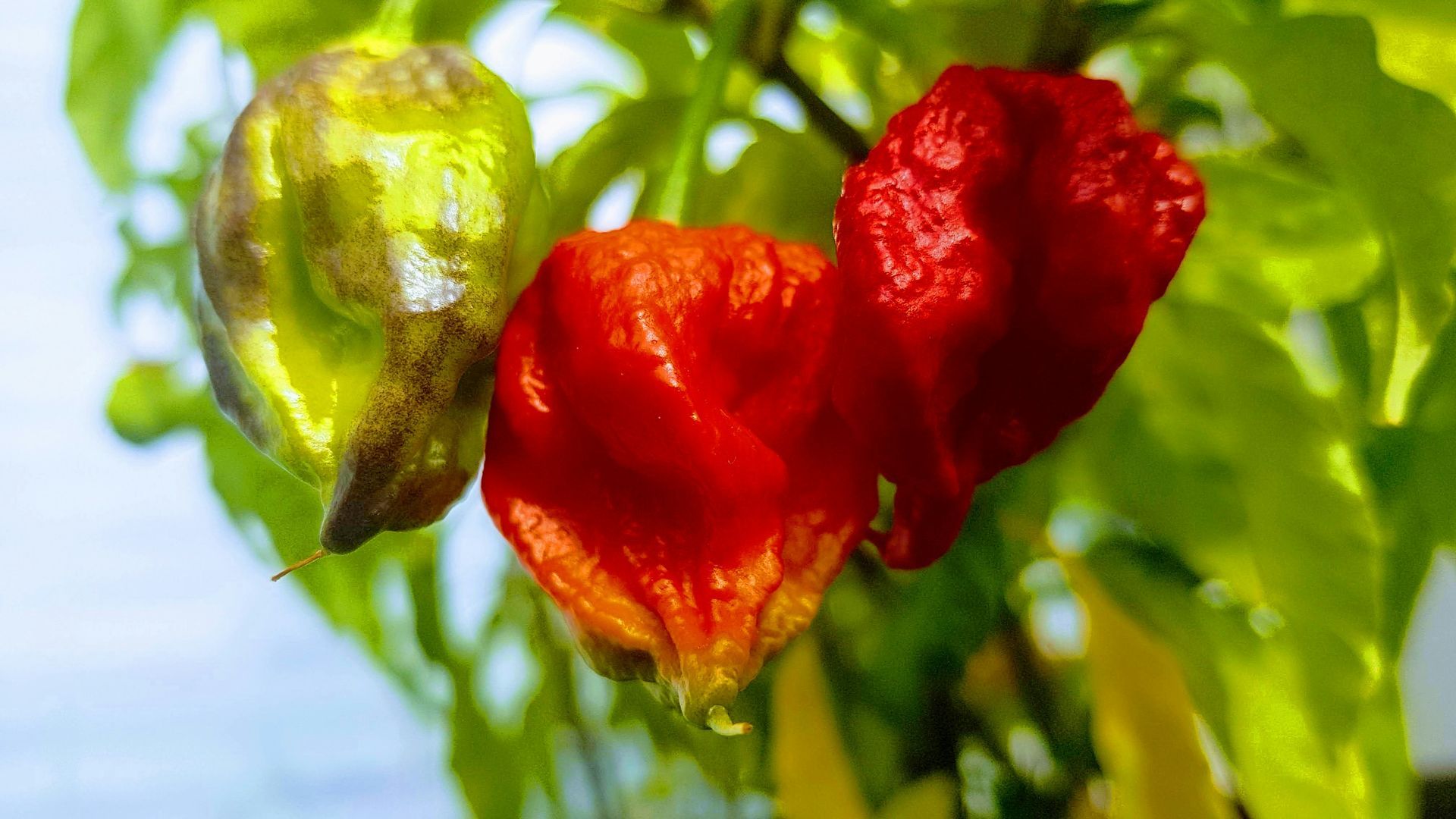 Carolina Reaper peppers