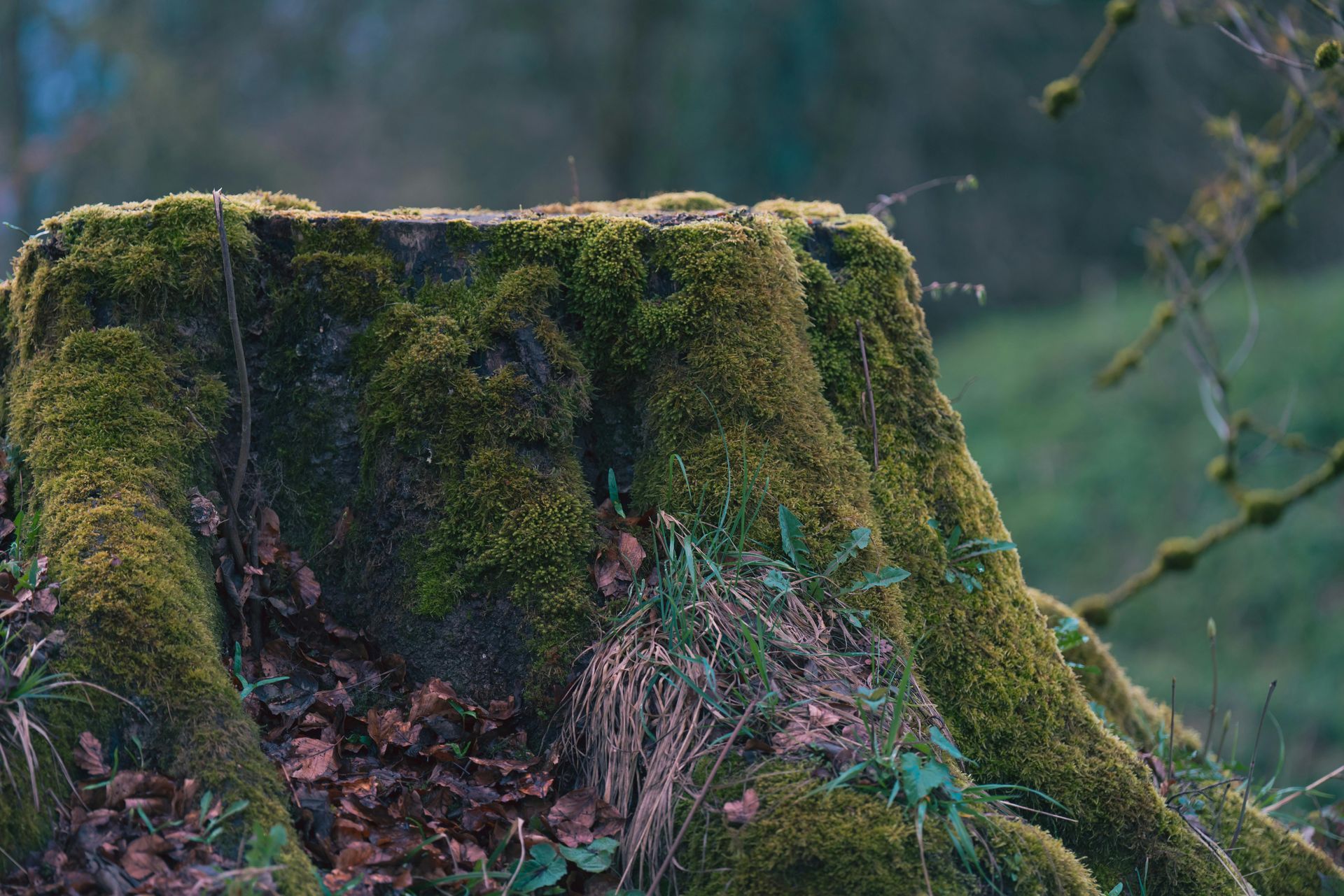 A tree stump covered in moss in the middle of a forest.