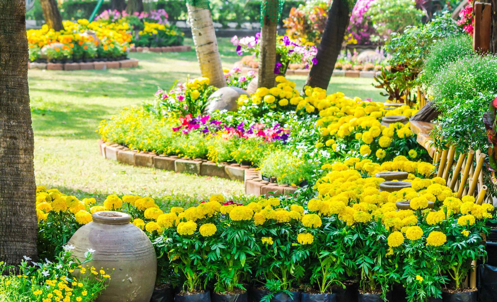 Garden with yellow flowers
