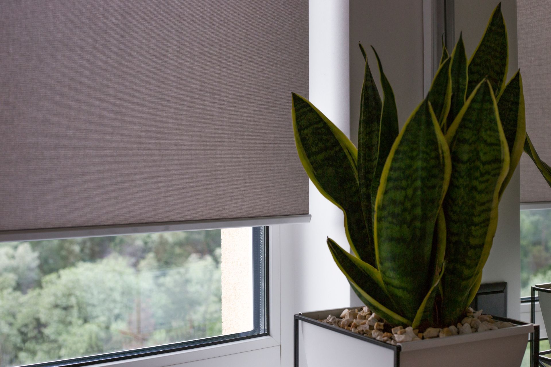 Window with gray roller shade beside a potted snake plant in a white planter