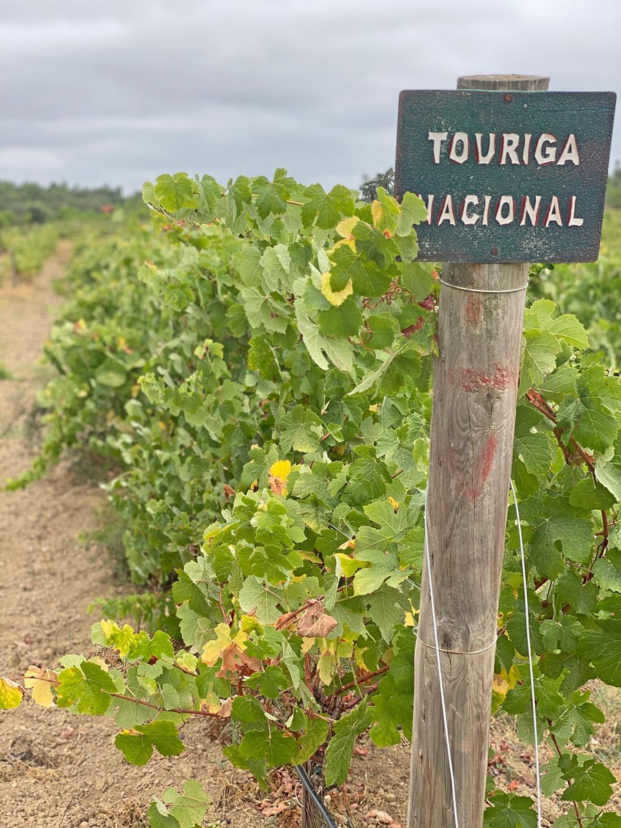 Touriga Nacional. Casta de vinho. Casta de uva tinta.