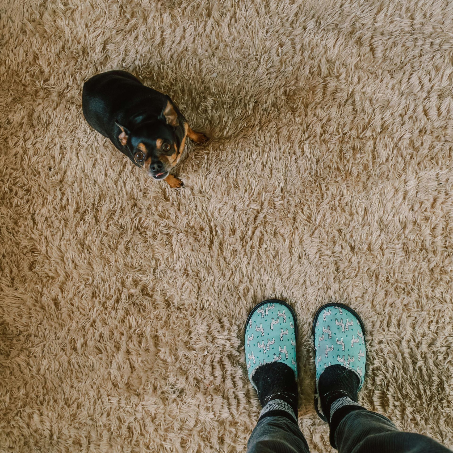 Cachorro olhando para os pés calçados com pantufas estampadas em tons de azul-petróleo sobre um tapete felpudo bege.