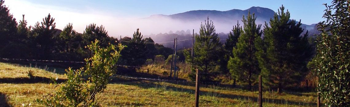 Um campo de grama verde com árvores e montanhas cobertas de neblina ao longe.