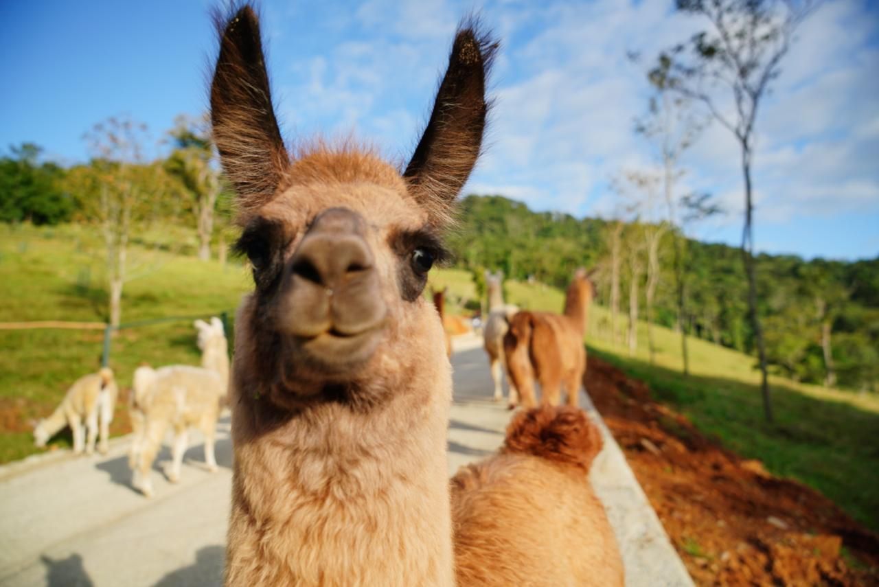 Lhama marrom olhando diretamente para a câmera, com um rebanho caminhando por uma trilha em um campo verde.