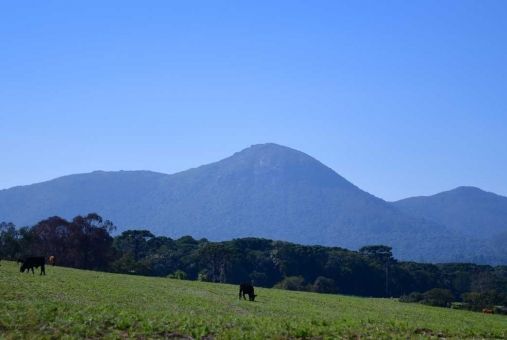 Vacas pastam em um pasto verde com montanhas ao fundo, sob um céu azul e límpido.