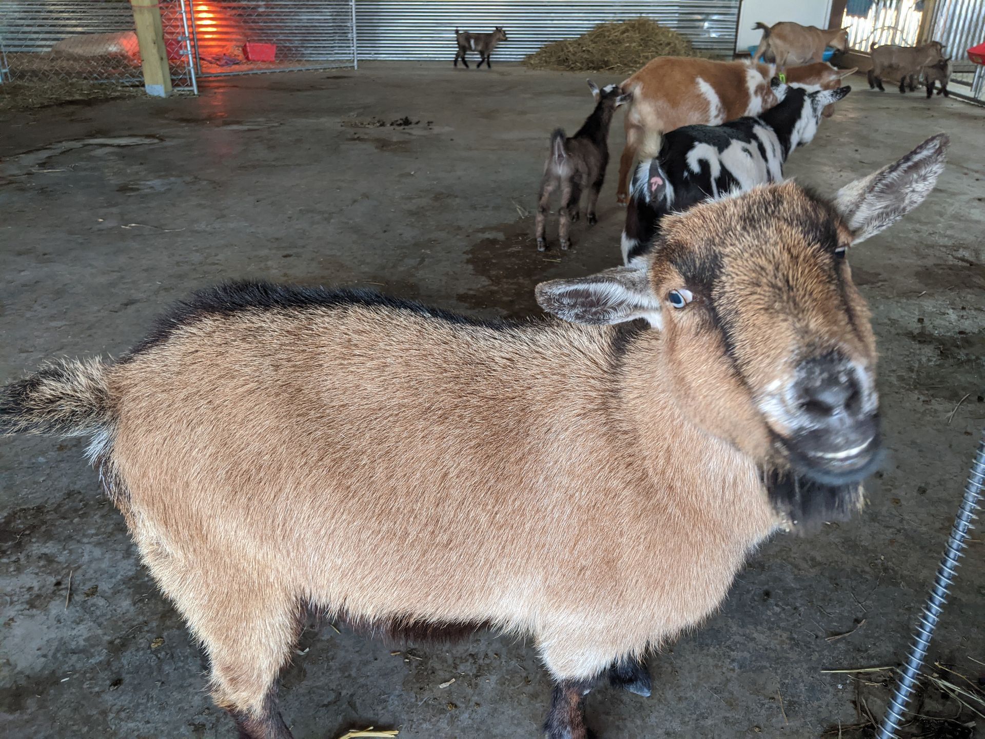Goats for sale