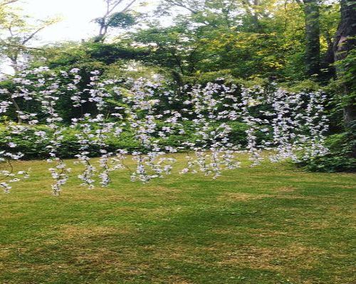 Lush green lawn with a tree laden with white blossoms, set in a sunny garden.