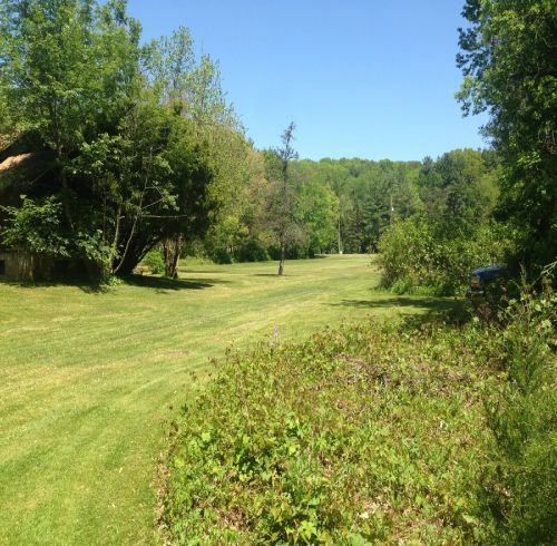 Lush green lawn with trees in a sunny field on a bright day.