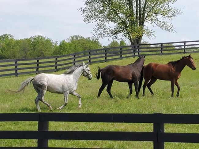 horses in a pasture