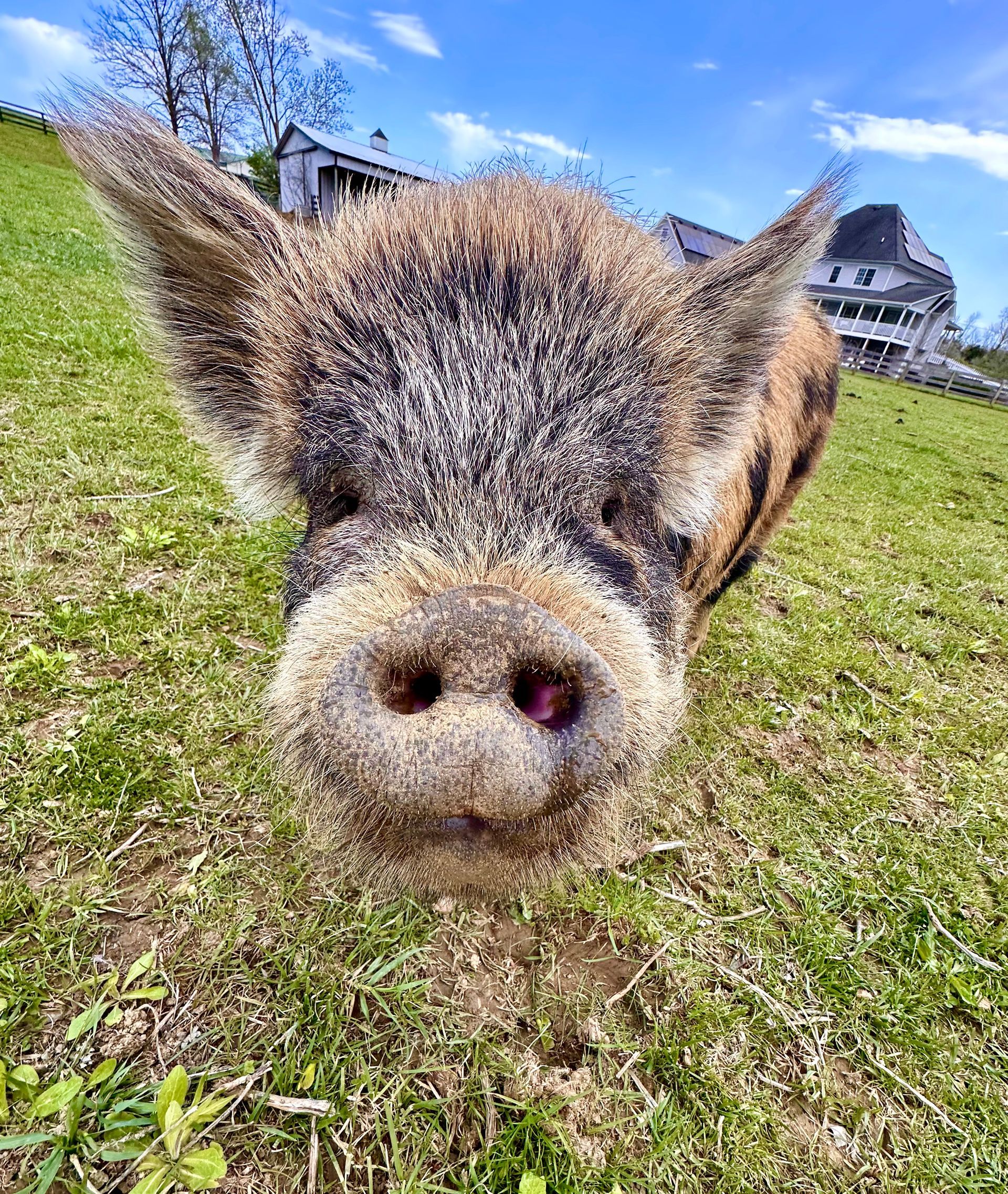 A pig is standing in a grassy field looking at the camera.