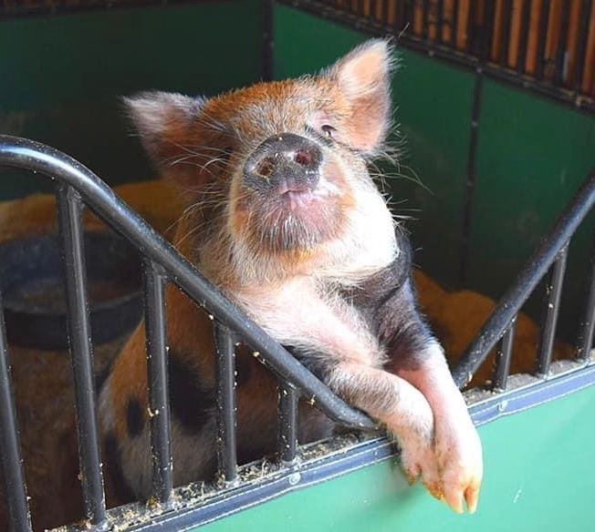 A pig is drinking water from a black bowl.