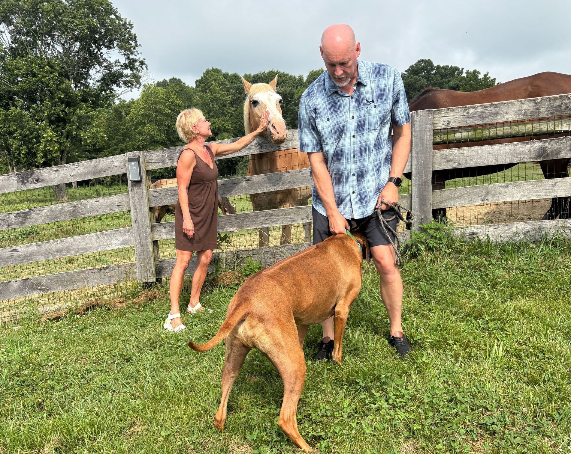 A man and a woman are petting a horse and a dog in a field.