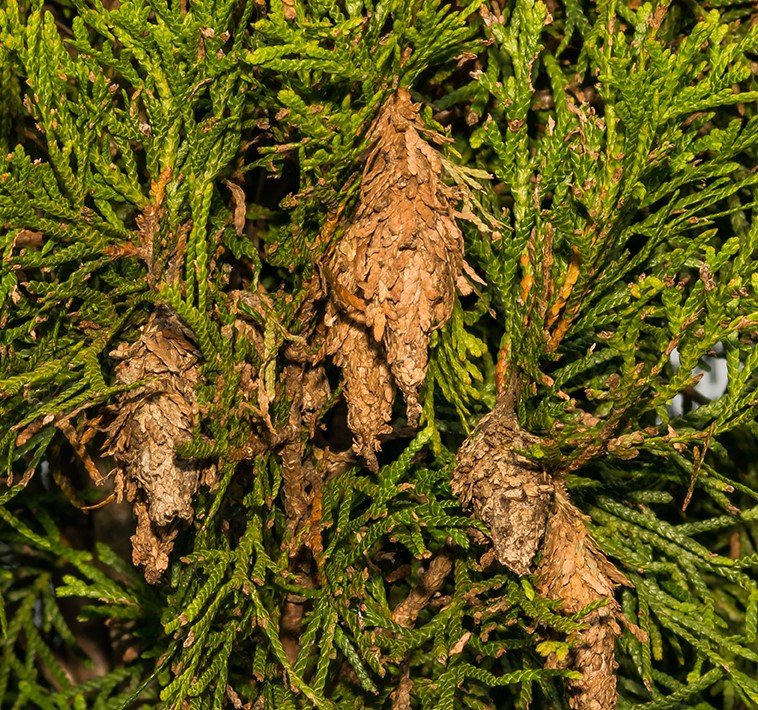 Pest Library Fitzhugh's Pest Management