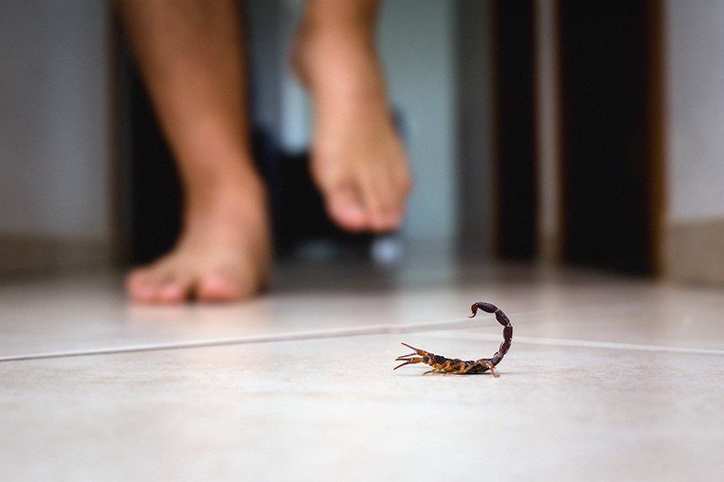 Cockroach crawling