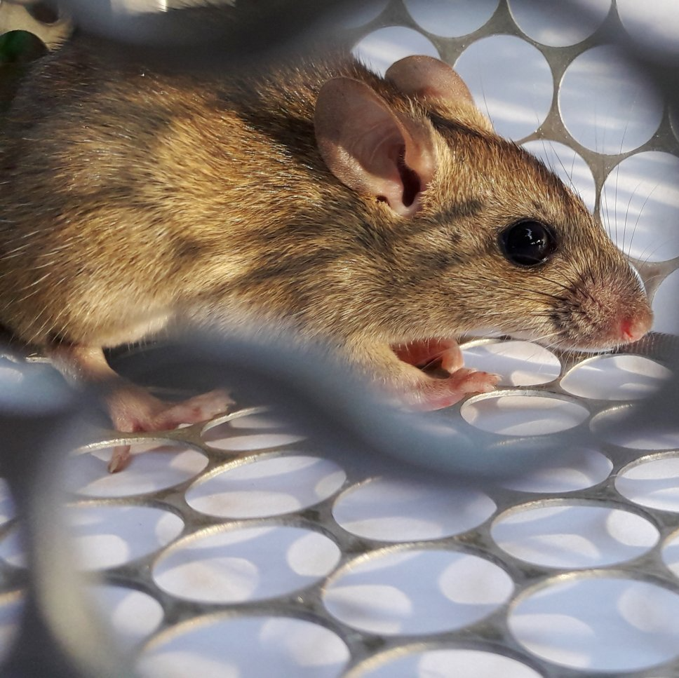 Rodents