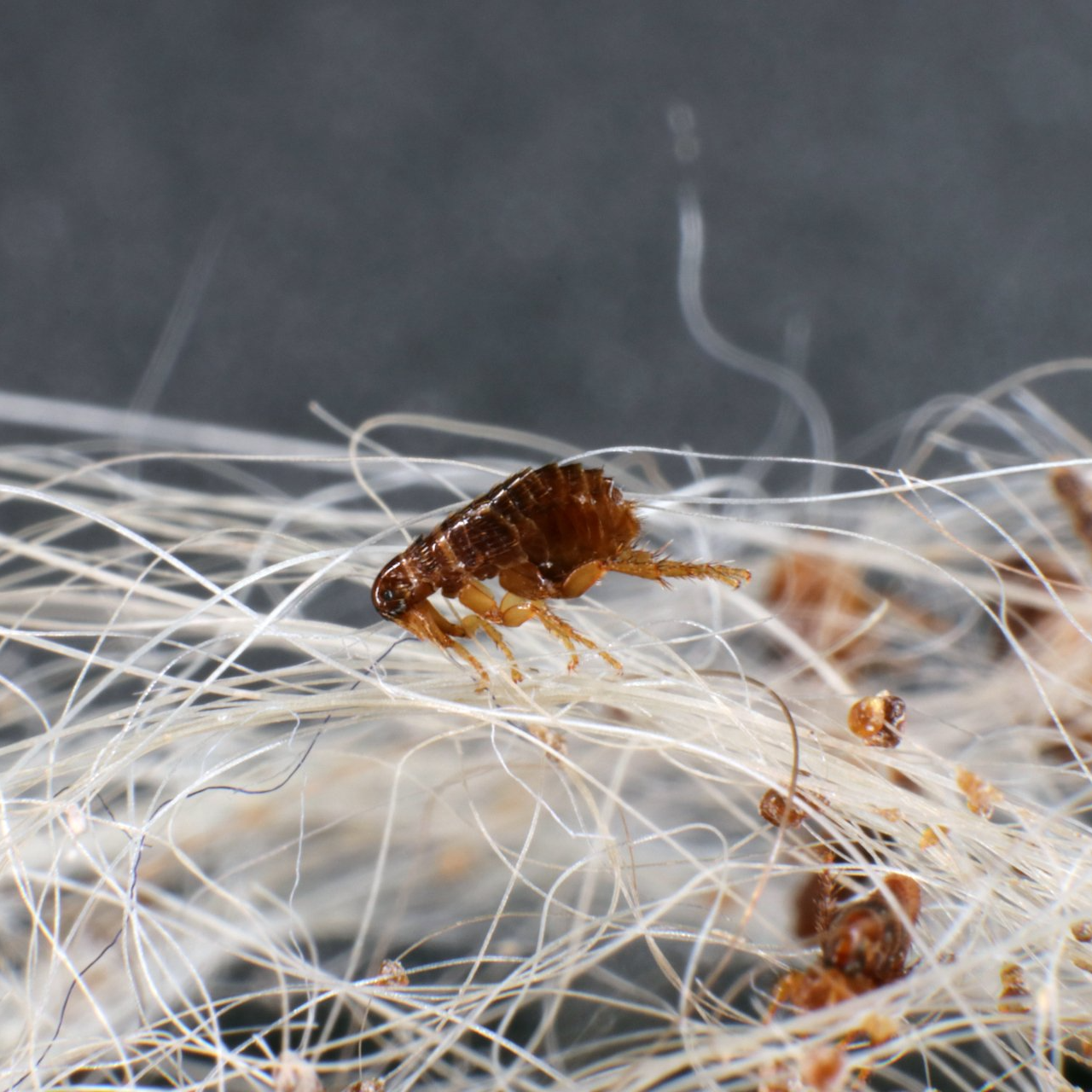 Fleas