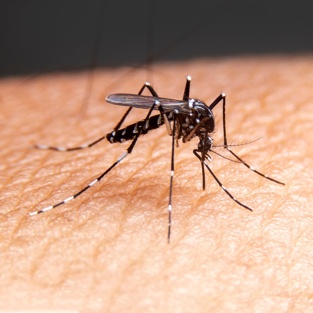 Mosquitoes