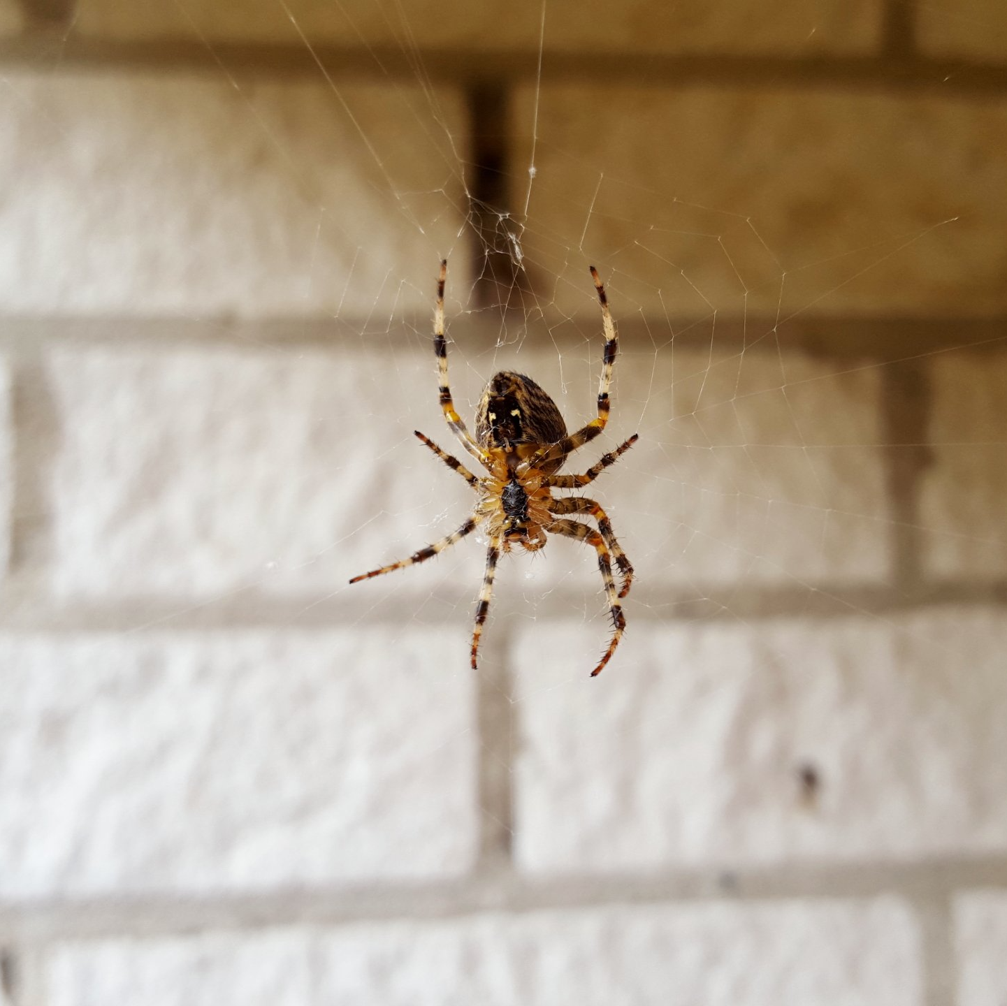 Spider