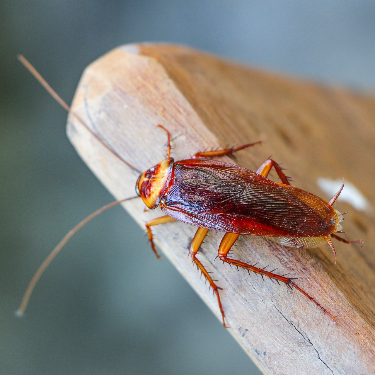 Cockroach