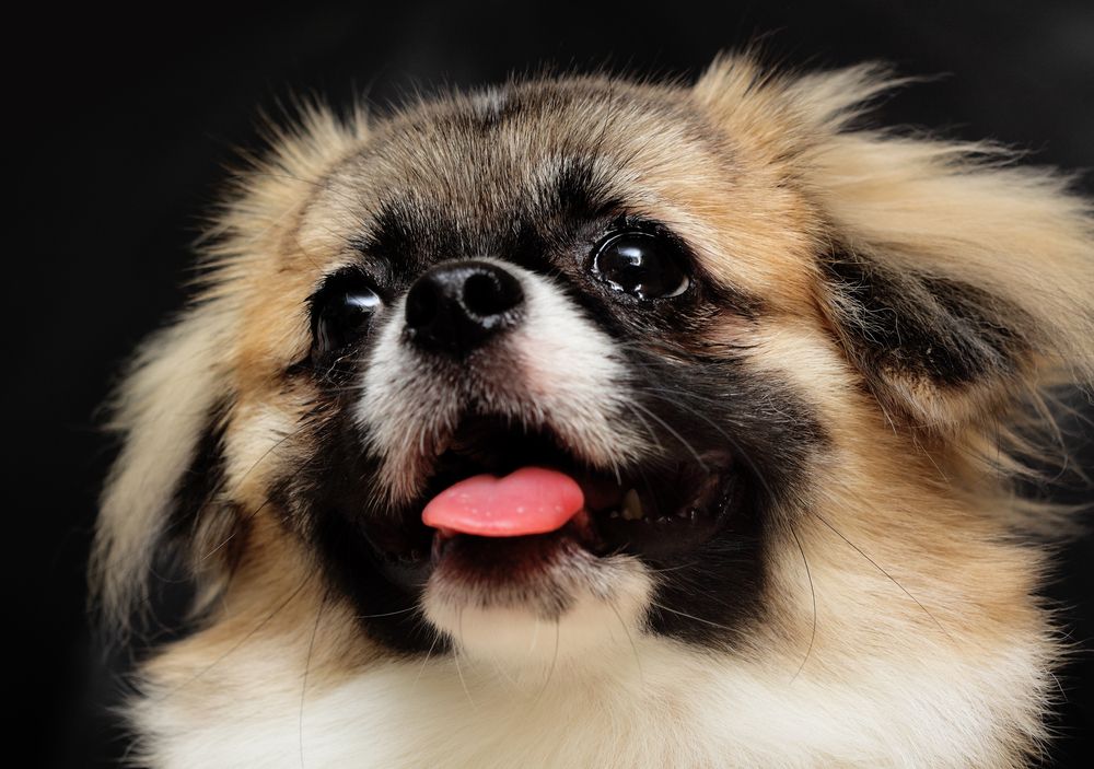 A small brown and white dog with its tongue hanging out  — Pooches With Panache in Rutherford, NSW