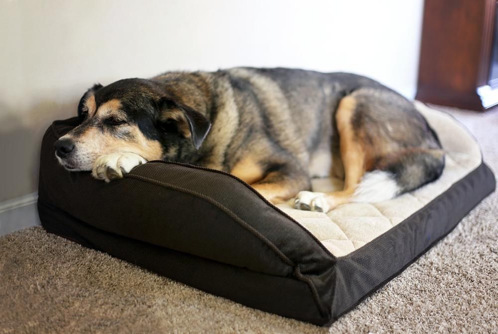 A Dog Is Laying on A Dog Bed on The Floor — Pooches With Panache in Maitland, NSW