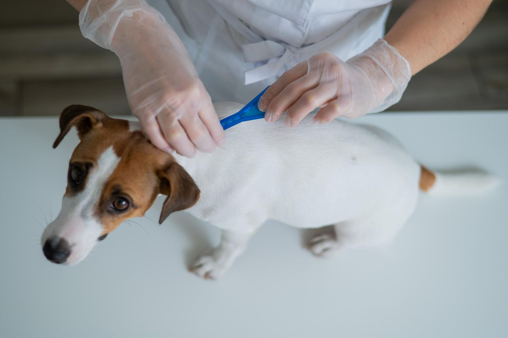 A Person Is Applying Tick Medicine — Pooches With Panache in Branxton, NSW
